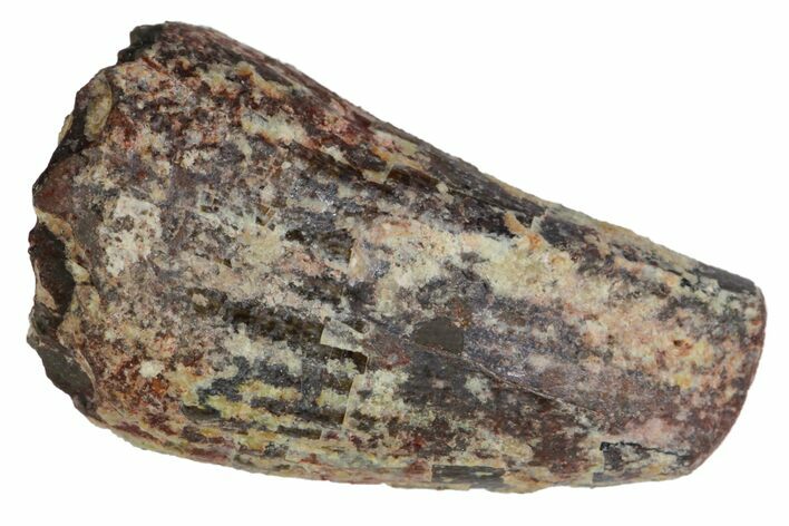 Fossil Phytosaur Tooth - Arizona #145003